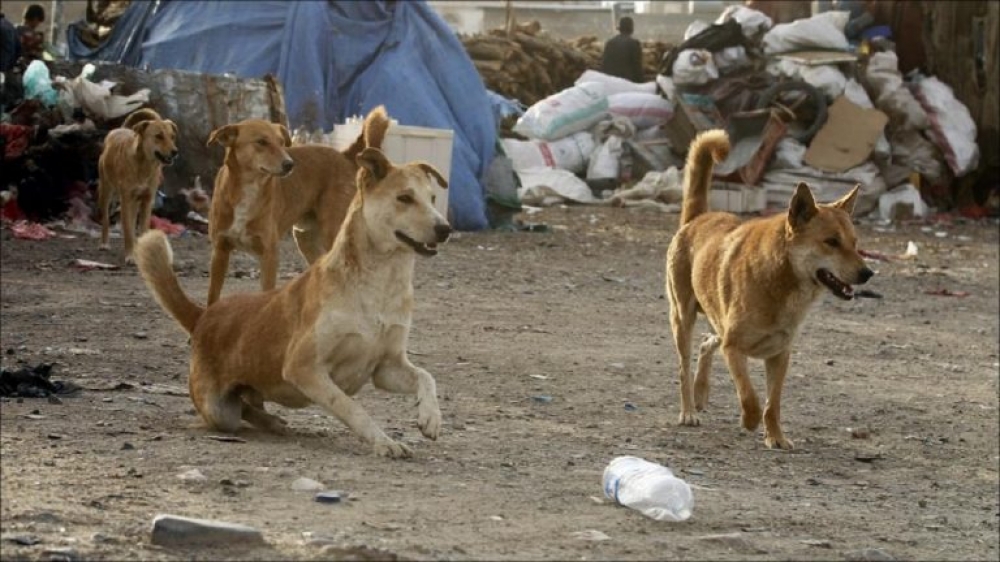 الكلاب الضالة في اليمن