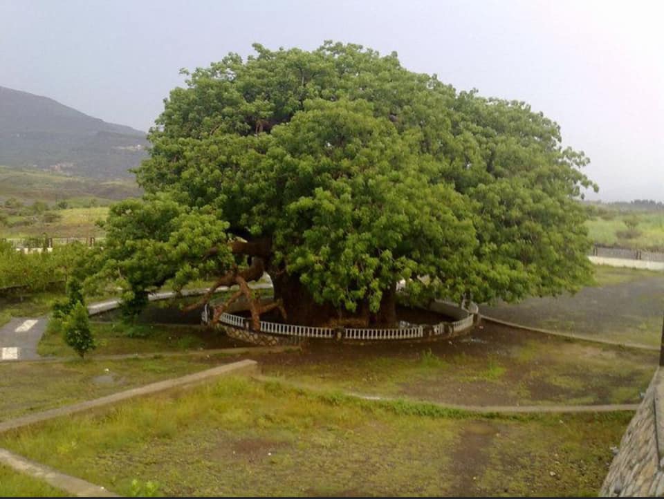 شجرة الغريب في اليمن