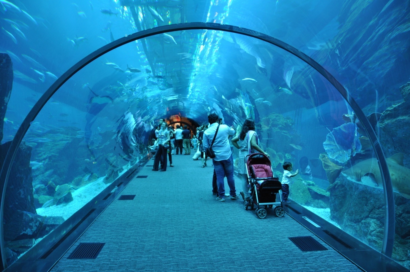 حدائق دبي للحيوانات المائية – Dubai Aquarium