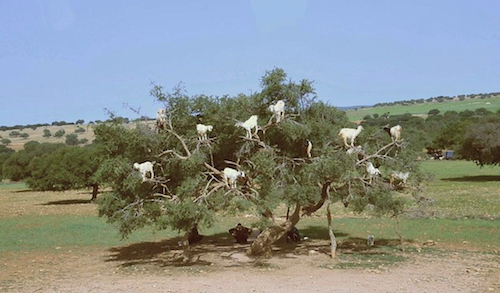 أشجار الأرغان في المغرب (NurPhoto)