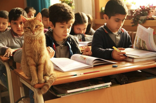 القط تومبي مع زملائه (Özlem Pınar Ivaşcu)