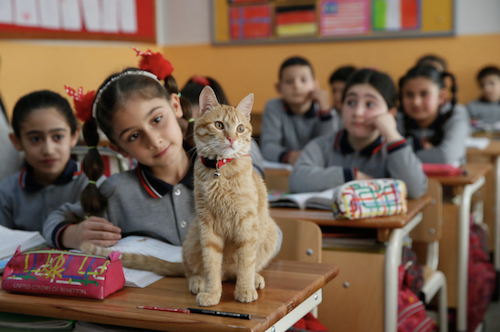 القط تومبي مع زملائه (Evren Atalay/الأناضول) 