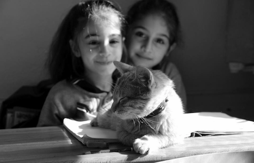 القط تومبي مع زملائه (Özlem Pınar Ivaşcu)