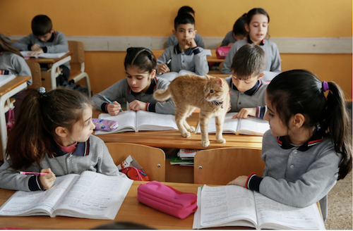 القط تومبي مع زملائه (Evren Atalay/الأناضول) 