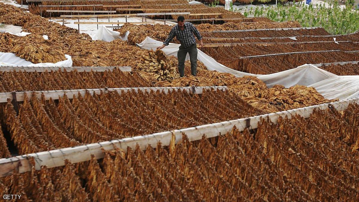زراعة التبغ في لبنان