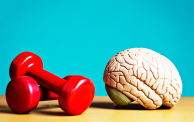 Exercise keeps body and mind fit: model brain with barbells