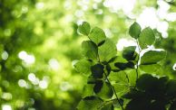  أهمية المادة الخضراء في أوراق النبات