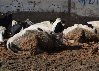 Cows in Mafraq