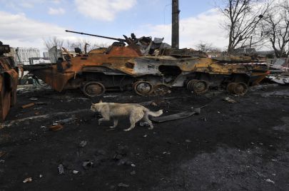  (Getty) كلب يتجول بين معدات عسكرية روسية مدمرة في مدينة بوتشا شباط/فبراير 2022