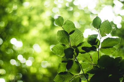  أهمية المادة الخضراء في أوراق النبات