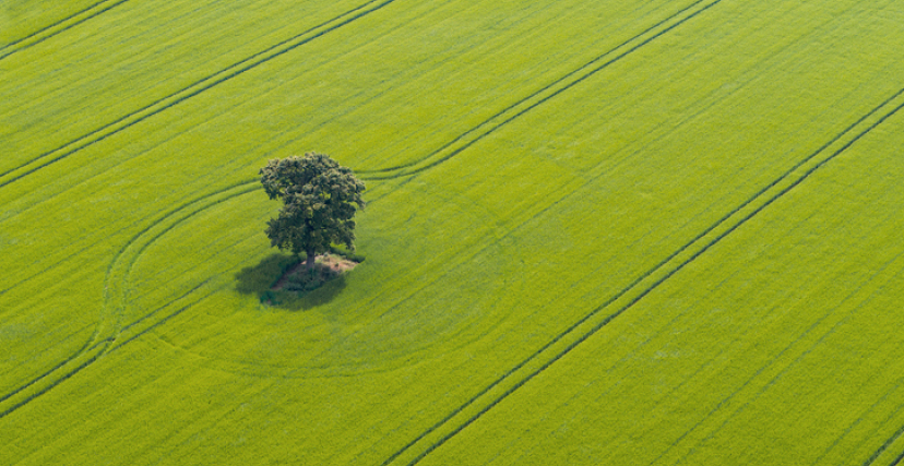 Drone view of a single tree in a field of green wheat
