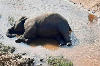 حادثة غير مسبوقة لموت غامض يصيب مئات الفيلة في أفريقيا الجنوبية والعلماء يحذرون من كارثة صحّية GettyImages-1219621577